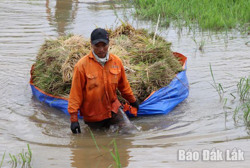 Huyện Lắk: 330 ha lúa bị ngập do ảnh hưởng mưa lũ