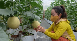 Nông dân ứng dụng công nghệ cao vào sản xuất