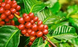 Giá cà phê hôm nay 14/9: Tăng nhẹ do lo ngại nguồn cung