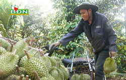 Cấp đông sầu riêng - giải pháp bảo quản chờ tiêu thụ