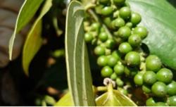 Giá tiêu hôm nay 14/9: Tiếp tục giữ ổn định