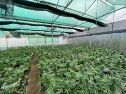 Từ Tiền Giang lên Đắk Lắk lập "trang trại" trồng cần sa