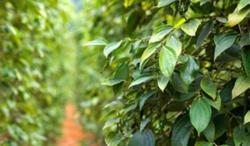 Giá tiêu hôm nay 15/9: Liên tiếp đi ngang