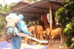 Huyện Buôn Đôn: Chủ động phòng, chống dịch bệnh viêm da nổi cục trên trâu, bò
