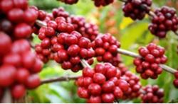 Giá cà phê hôm nay 15/9: Tiếp tục tăng nhẹ