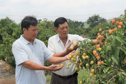 Hiệu quả từ chuyển đổi cây trồng, vật nuôi