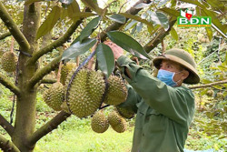 “Mở đường” tiêu thụ nông sản Đắk Nông