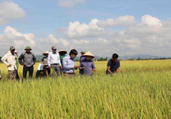 Krông Pắc phấn đấu đến năm 2025 đạt huyện nông thôn mới