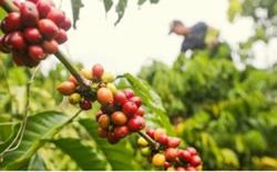 Giá cà phê hôm nay 17/9: Đồng loạt tăng nhẹ