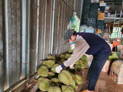 Chính quyền huyện gỡ vướng vụ tạm dừng mua bán sầu riêng, bơ khi đang thu hoạch