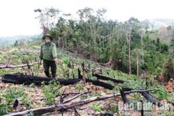 Tăng cường công tác quản lý, bảo vệ rừng