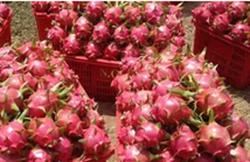 Chuyên gia nói về lý do khiến SARS-CoV-2 bám trên bao bì đựng quả thanh long