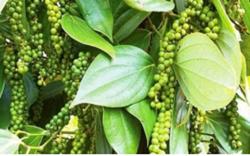 Giá tiêu hôm nay 17/9: Xuất khẩu tiêu đen và trắng tăng nhẹ
