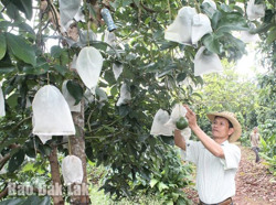 Thị xã Buôn Hồ: Cho phép các cơ sở kinh doanh, mua bán nông sản hoạt động nhưng đảm bảo các quy trình