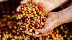 Giá cà phê hôm nay 20/9: Duy trì ở mức cao