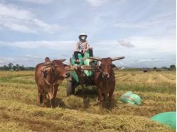 Vụ mùa thắng lợi vùng Đông Nam Bộ - Tây Nguyên