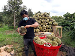 Hỗ trợ nông dân Krông Búk tiêu thụ nông sản