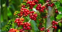 Giá cà phê hôm nay 21/9: Thị trường nông sản ổn định