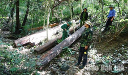 Đắk Lắk đề nghị tỉnh Gia Lai phối hợp quản lý, bảo vệ rừng giáp ranh