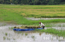 Thiên tai gây thiệt hại cho Đắk Lắk gần 157 tỷ đồng