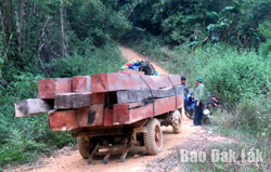 Huyện Ea Kar phát hiện, xử lý 64 vụ vi phạm lâm luật