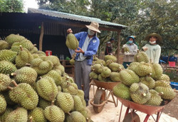 Thúc đẩy sản xuất, tiêu thụ nông sản trong bối cảnh phòng, chống dịch bệnh COVID-19