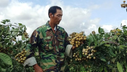 Thu nhập khá từ trồng vải và nhãn