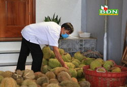 Quy hoạch và thực tế cây ăn quả còn xa nhau