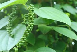 Giá tiêu hôm nay 25/9: Tiếp tục đi ngang