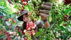 Giá cà phê hôm nay 25/9: Giảm nhẹ 100 - 200 đồng/kg