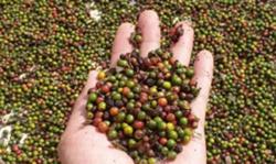 Giá tiêu hôm nay 27/9: Tuần trước tăng mạnh 1.000 - 1.500 đồng