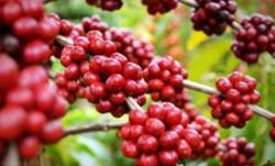 Giá cà phê hôm nay 27/9: Dự báo sẽ còn tăng và lập đỉnh