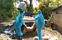 Tiêu hủy hơn 6.900 kg lợn mắc bệnh dịch tả lợn châu Phi