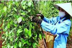 Giá tiêu hôm nay 29/9: Tiếp tục phiên đi ngang