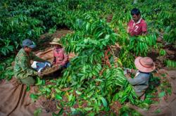 Giá cà phê hôm nay 30/9: Giảm sâu 600 đồng/kg