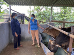 Huyện Cư M'gar: Gia tăng bệnh viêm da nổi cục trên trâu, bò