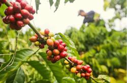 Giá cà phê hôm nay 4/9: Cà phê Robusta tiếp tục tăng giá