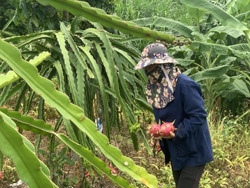 Nghĩa tình nông dân xã vùng ven