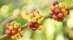 Giá cà phê hôm nay 6/9: Duy trì ổn định