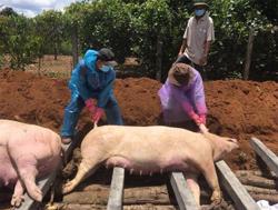 Huyện Buôn Đôn xuất hiện ổ dịch tả lợn Châu Phi