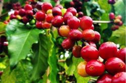 Giá cà phê hôm nay 7/9: Nông sản đồng loạt tăng