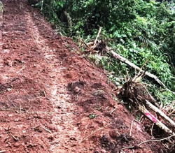 Dùng máy múc hạ trái phép 28 cây rừng