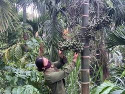 Nông dân trồng cau thu lãi hàng trăm triệu đồng giữa mùa dịch