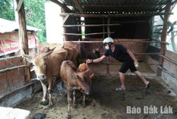 Huyện Lắk: Đã tiêm hơn 4 nghìn liều vắc xin phòng bệnh viêm da nổi cục cho đàn trâu, bò
