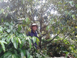 Sầu riêng chất lượng cao vẫn mang lại hiệu quả kinh tế