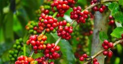 Giá cà phê hôm nay 8/9: Cà phê Robusta tiếp nối đà tăng