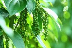 Giá tiêu hôm nay 8/9: Tăng thêm 500 - 1.000 đồng/kg