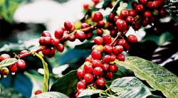 Giá cà phê hôm nay 9/9: Quay đầu giảm