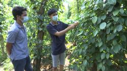 Chàng trai trẻ đam mê trồng hồ tiêu theo hướng hữu cơ