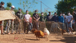 Bắt quả tang 26 đối tượng đang say sưa đá gà ăn tiền trong rẫy vắng